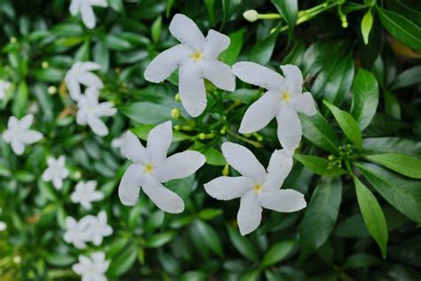 珍珠馬茶花風水